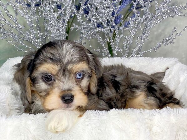 Havapoo-DOG-Male-Blue Merle-1810-Petland Lancaster, Ohio