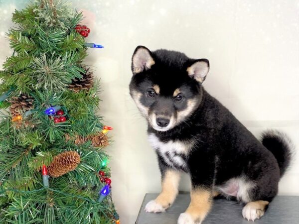 Shiba Inu DOG Female Black / Tan 1774 Petland Lancaster, Ohio