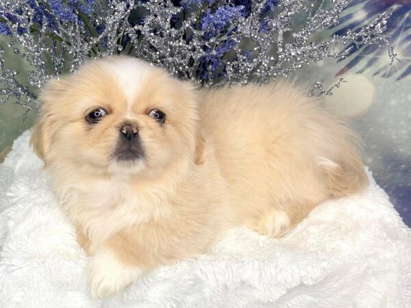 Pekingese-DOG-Male-Apricot-1822-Petland Lancaster, Ohio