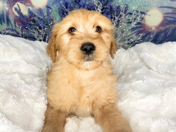 Goldendoodle DOG Male Golden 1824 Petland Lancaster, Ohio