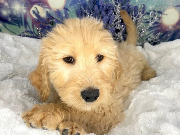 Goldendoodle DOG Female Golden 1820 Petland Lancaster, Ohio