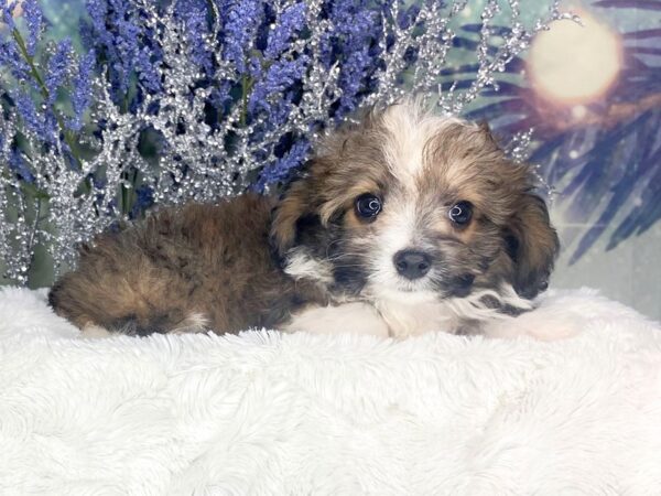 Aussiechon-DOG-Male-Red Sable-1825-Petland Lancaster, Ohio