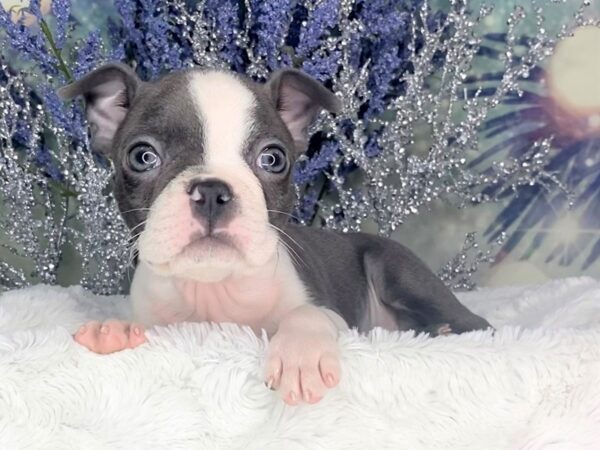 Boston Terrier DOG Male Blue / White 1826 Petland Lancaster, Ohio