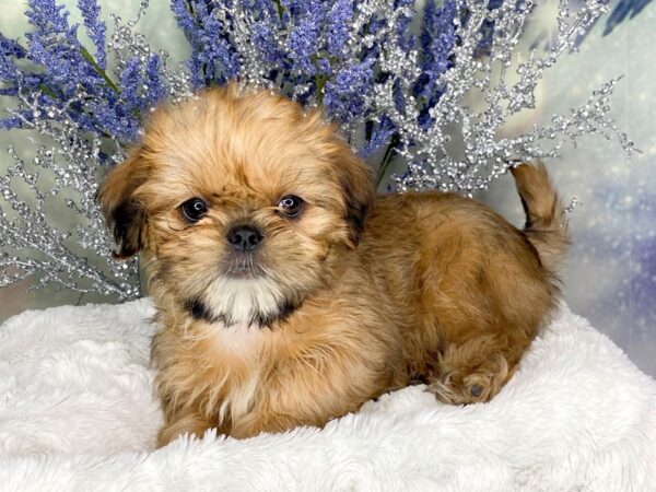 Shiffon DOG Female Belge 1837 Petland Lancaster