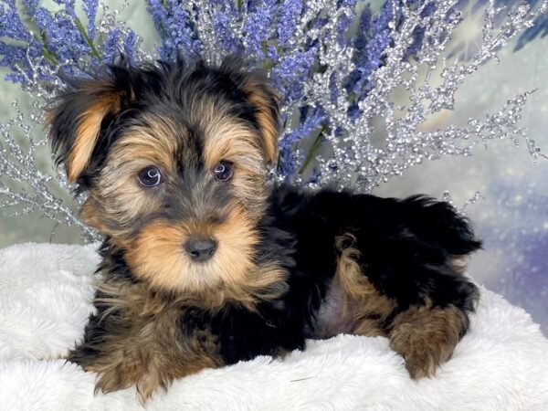 Yorkshire Terrier-DOG-Male-Black / Tan-1835-Petland Lancaster