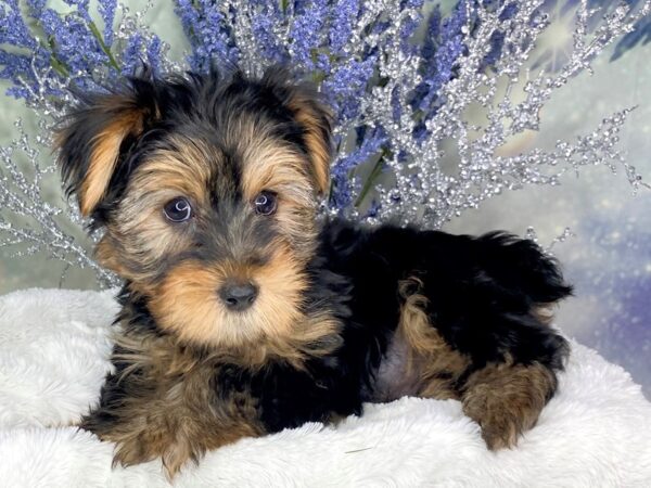 Yorkshire Terrier DOG Male Black / Tan 1835 Petland Lancaster, Ohio