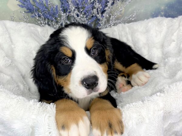 Bernese Mountain Dog DOG Male blk wht brwn 1833 Petland Lancaster, Ohio