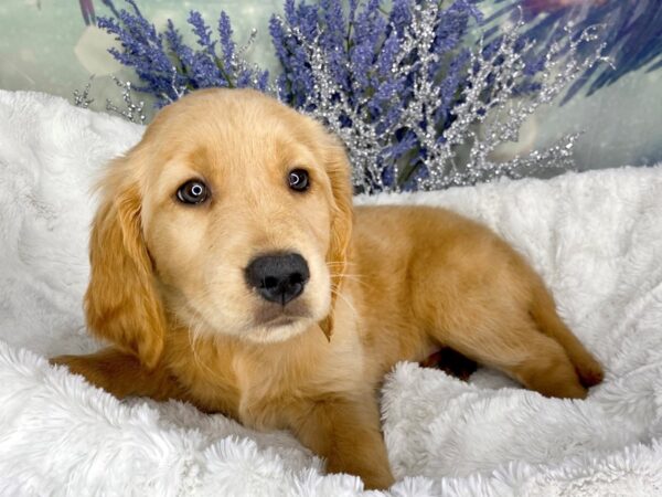 Golden Retriever DOG Male Golden 1836 Petland Lancaster