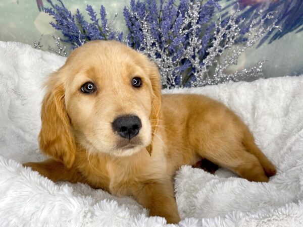 Golden Retriever DOG Male Golden 1836 Petland Lancaster, Ohio