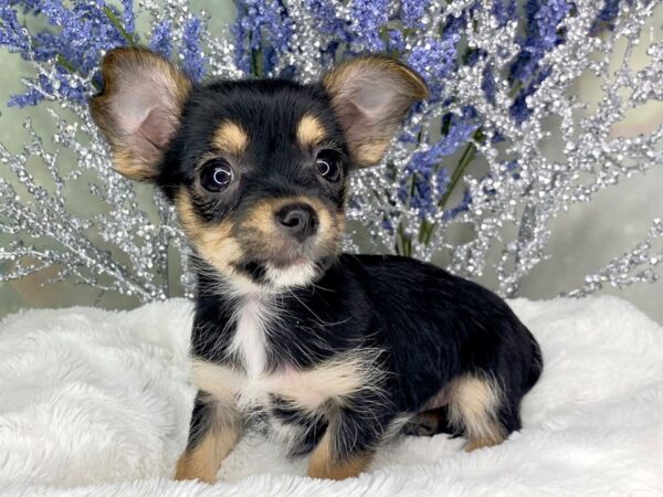 Chorkie DOG Female Black & Tan 1832 Petland Lancaster, Ohio