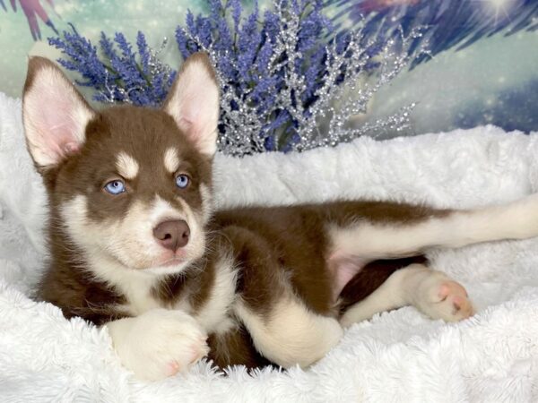 Siberian Husky DOG Female Red & White 1831 Petland Lancaster, Ohio