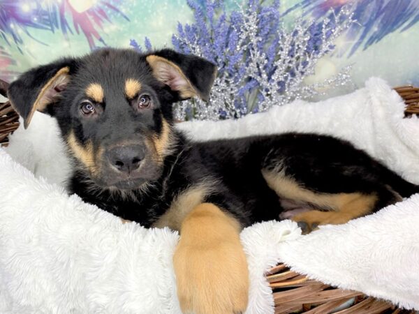 German Shepherd DOG Male Tan & Black 1829 Petland Lancaster, Ohio