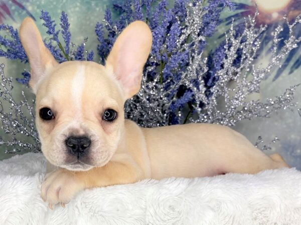French Bulldog-DOG-Male-Cream-1828-Petland Lancaster, Ohio