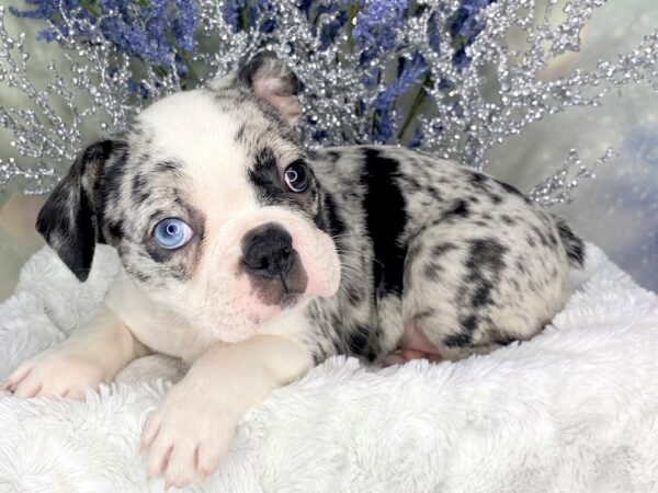 Frenchton DOG Female Blue Merle 1827 Petland Lancaster, Ohio