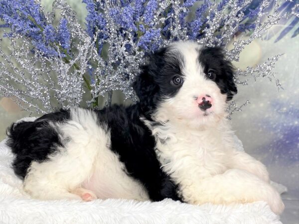 Aussiedoodle DOG Male Black / White 1848 Petland Lancaster, Ohio