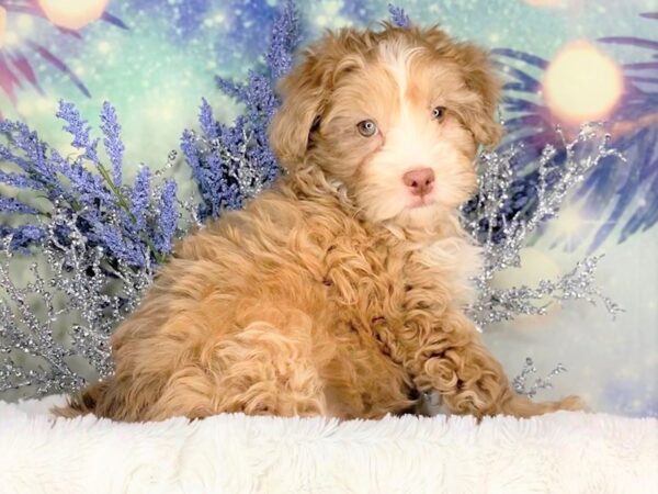 Mini Bernadoodle DOG Female Chocolate Merle 1849 Petland Lancaster, Ohio