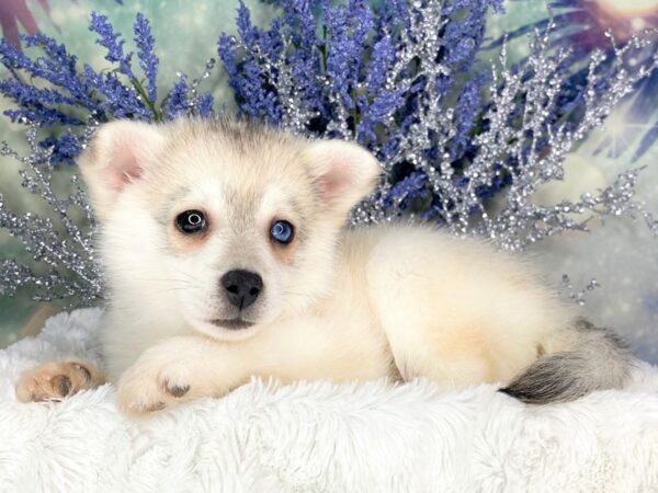 Pomsky DOG Male Beaver 1847 Petland Lancaster, Ohio