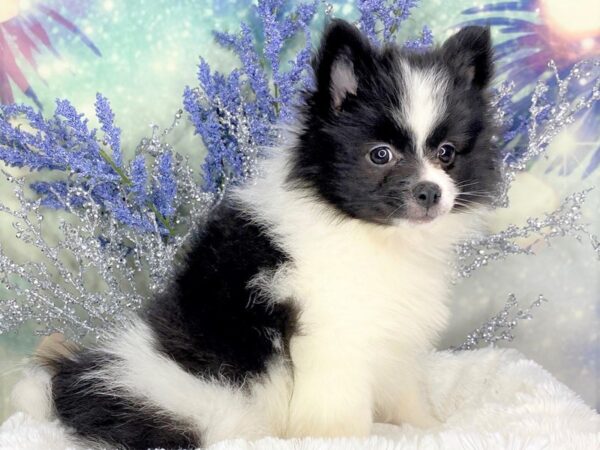 Pomeranian-DOG-Female-Black-1838-Petland Lancaster, Ohio