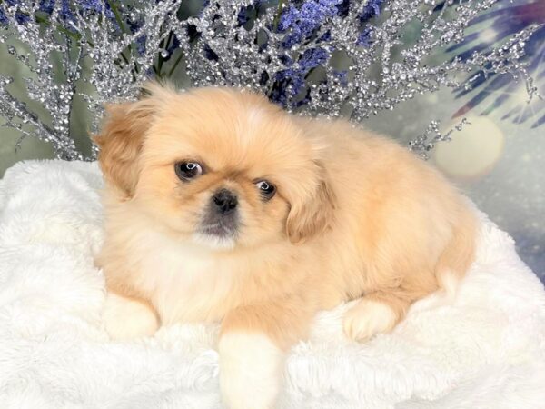 Pekingese DOG Female Apricot 1823 Petland Lancaster, Ohio