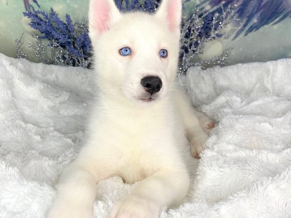 Siberian Husky DOG Male White 1841 Petland Lancaster, Ohio