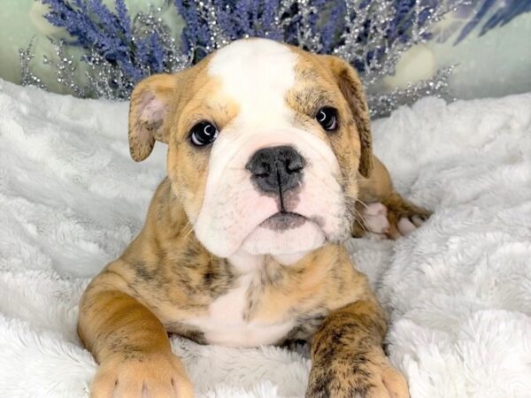 Olde English Bulldog DOG Male brindle and white 1843 Petland Lancaster, Ohio