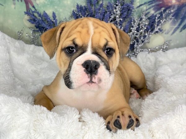 Olde English Bulldog-DOG-Female-Fawn & White-1844-Petland Lancaster, Ohio