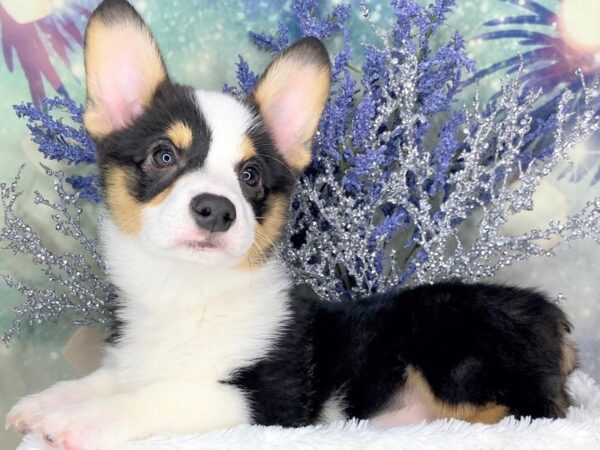 Pembroke Welsh Corgi DOG Male Black White / Tan 1846 Petland Lancaster, Ohio