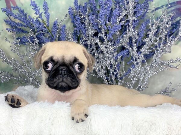 Pug-DOG-Female-Fawn-1845-Petland Lancaster