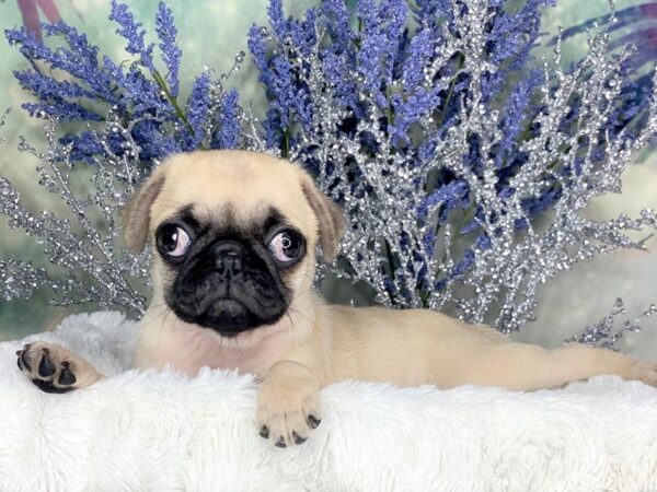 Pug-DOG-Female-Fawn-1845-Petland Lancaster, Ohio