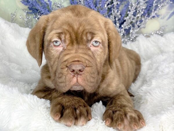 Ultimate Mastiff-DOG-Female-Brindle-1840-Petland Lancaster, Ohio