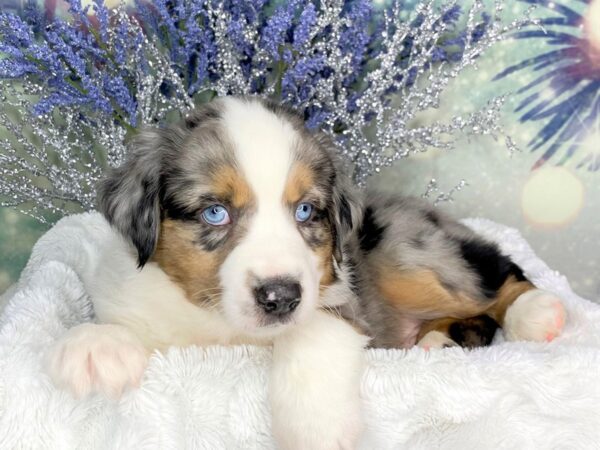 Miniature Australian Shepherd DOG Male Blue  merle 1855 Petland Lancaster, Ohio