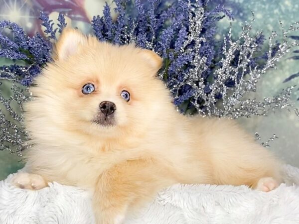 Pomsky 2nd Gen DOG Female Orange 1850 Petland Lancaster, Ohio
