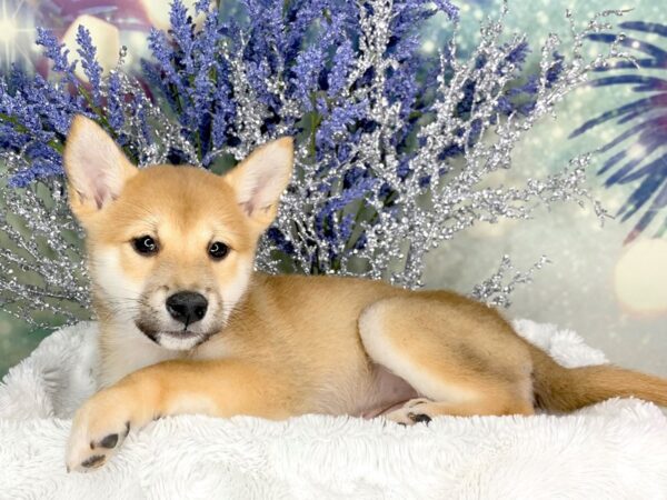 Shiba Inu-DOG-Female-Red Sesame-1854-Petland Lancaster, Ohio