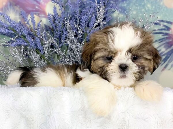 Shih Tzu DOG Male BROWN WH 1853 Petland Lancaster, Ohio