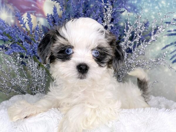 Teddy Bear-DOG-Male-Blue / White-1851-Petland Lancaster, Ohio
