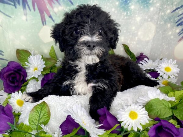 Yorkiepoo DOG Male Black / White 1865 Petland Lancaster, Ohio