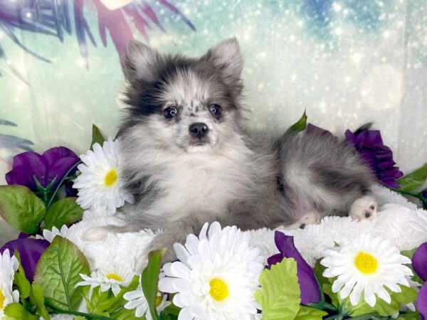 Pomeranian DOG Male Blue Merle 1861 Petland Lancaster, Ohio