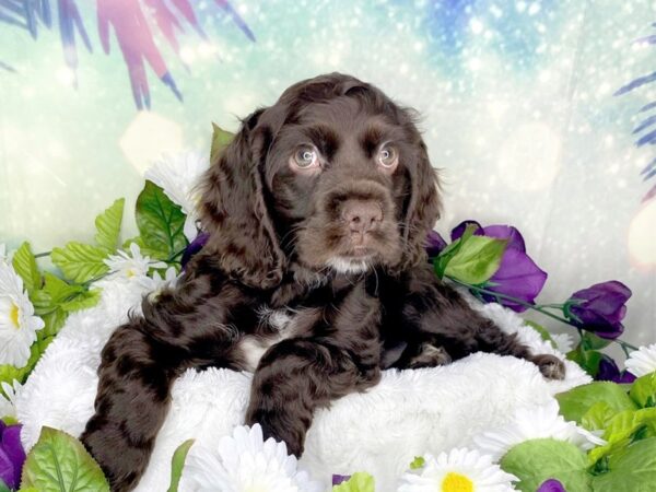 Cocker Spaniel DOG Female Chocolate 1869 Petland Lancaster, Ohio