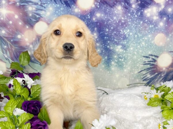 Golden Retriever DOG Female Golden 1860 Petland Lancaster, Ohio