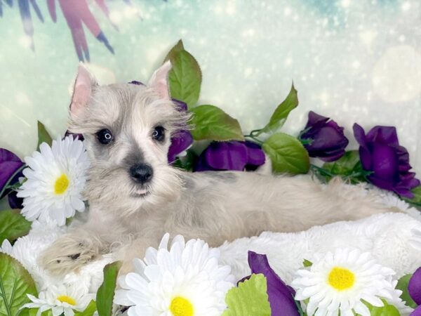 Miniature Schnauzer-DOG-Female-merle-1856-Petland Lancaster, Ohio