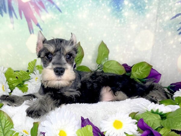 Miniature Schnauzer DOG Male SALT PEPPER 1857 Petland Lancaster, Ohio