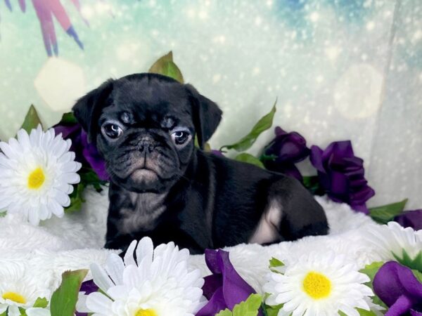 Pug-DOG-Female-Black-1868-Petland Lancaster, Ohio