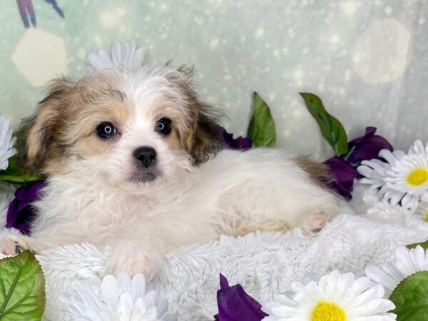 Teddy Bear-DOG-Female-Gold / White-1858-Petland Lancaster, Ohio