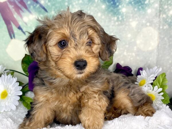 Yorkiepoo DOG Female Merle 1867 Petland Lancaster, Ohio