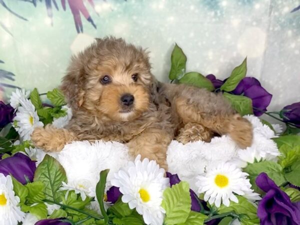 Yorkiepoo-DOG-Male-Merle-1866-Petland Lancaster, Ohio