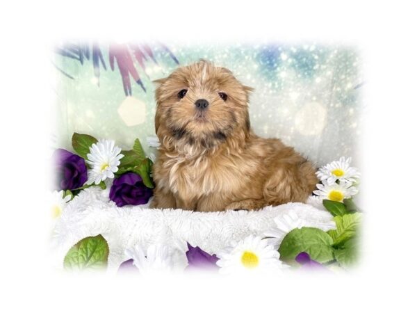 Shih Tzu-DOG-Male-brown-1863-Petland Lancaster, Ohio