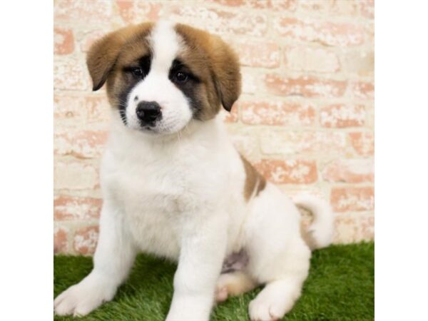 Akita DOG Male Fawn 1873 Petland Lancaster, Ohio