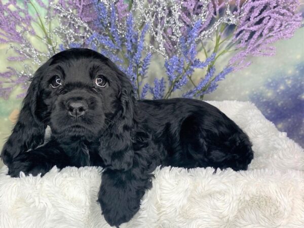 Cocker Spaniel-DOG-Female-Black-1883-Petland Lancaster, Ohio