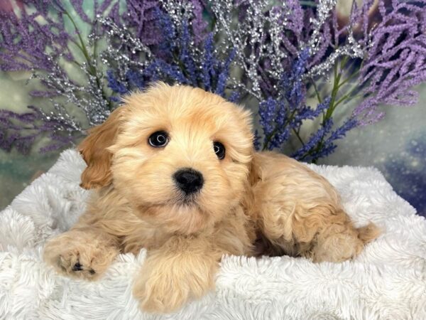 Cava Chon-DOG-Male-BLENHEIM-1877-Petland Lancaster, Ohio