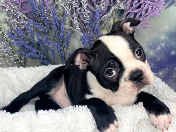 Boston Terrier DOG Male BLK WH 1878 Petland Lancaster, Ohio